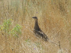 Phasianus colchicus colchicus