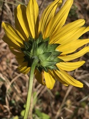 Helianthus carnosus, photograph (c) Brandon Corder, some rights reserved (CC BY)