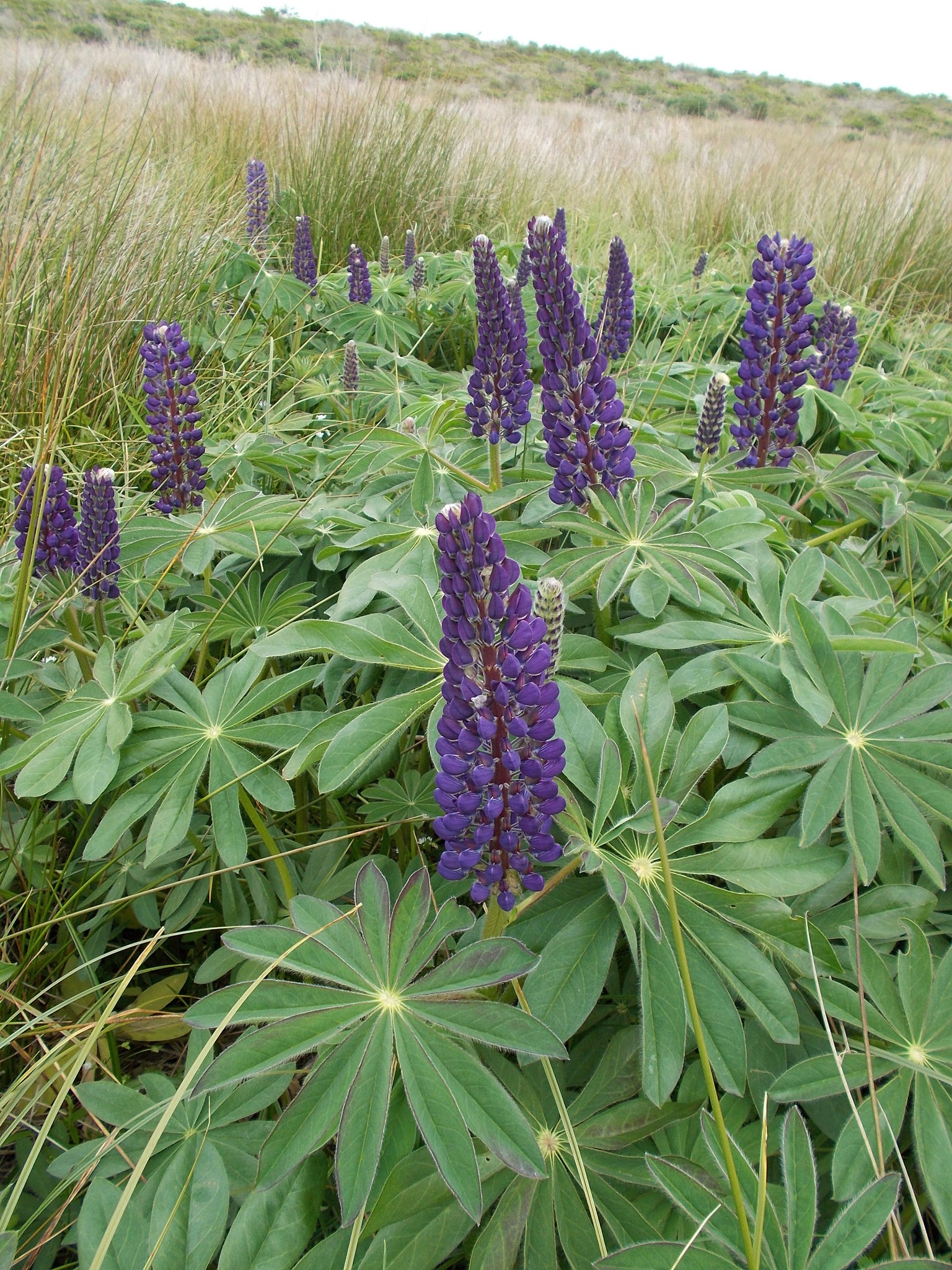 Lupinus polyphyllus var. grandifolius