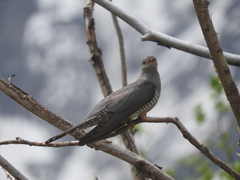 Cuculus canorus canorus