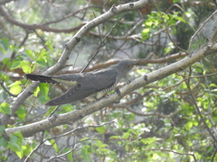 Cuculus canorus canorus
