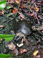 Rhinoclemmys funerea