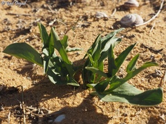 Eminium spiculatum
