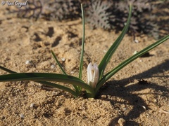 Colchicum ritchii