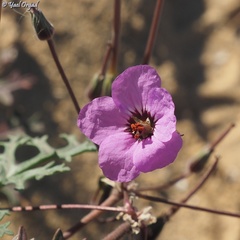 Erodium crassifolium