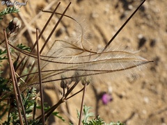 Erodium crassifolium