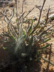 Anchusa negevensis