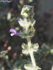 Salvia lanigera