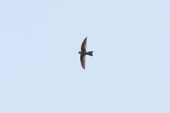 Aerodramus brevirostris