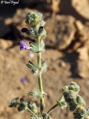 Salvia lanigera
