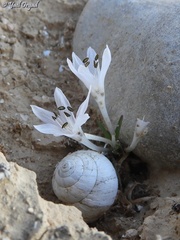 Colchicum tuviae