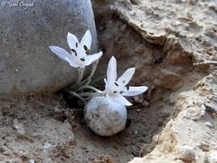 Colchicum tuviae