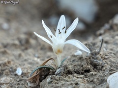 Colchicum tuviae