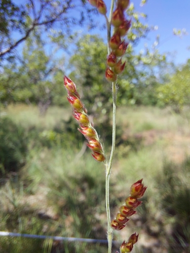 Image of Urochloa serrata by (c) Manuel R Popp, some rights reserved (CC BY)