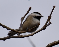 Poecile carolinensis