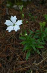 Heliosperma alpestre