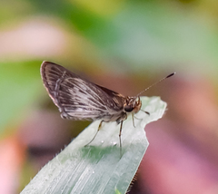 Callimormus juventus