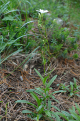 Heliosperma alpestre