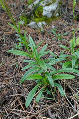 Heliosperma alpestre