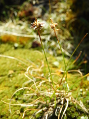Carex cephalotes
