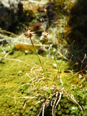 Carex cephalotes