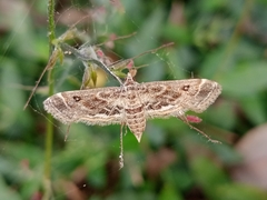 Parapoynx diminutalis