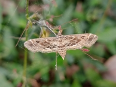 Parapoynx diminutalis