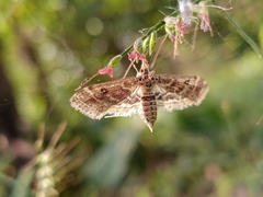 Parapoynx diminutalis