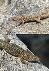 Archaeolacerta bedriagae