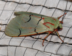 Chlorhoda superba