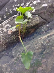 Zantedeschia aethiopica
