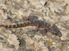 Euleptes europaea