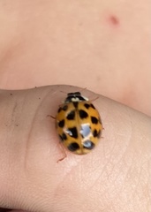 Harmonia axyridis