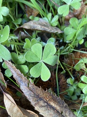 Oxalis articulata