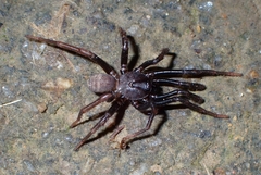 Halonoproctidae