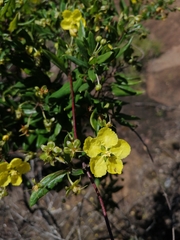 Sphedamnocarpus pruriens