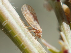 Acizzia acaciaebaileyanae