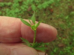 Ranunculus parviflorus