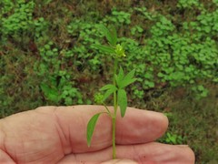 Ranunculus parviflorus