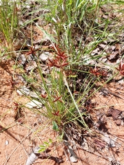 Cyperus rupestris