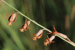 Dipcadi ciliare