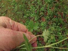 Ranunculus parviflorus
