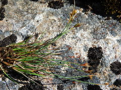 Carex acicularis