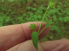 Ranunculus parviflorus