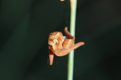 Dipcadi ciliare