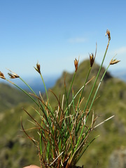 Carex acicularis