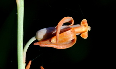 Dipcadi ciliare