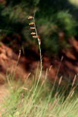 Dipcadi ciliare