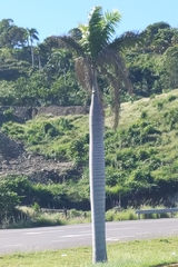 Roystonea borinquena