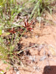 Cyperus rupestris